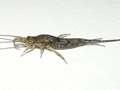 Petrobius maritimus